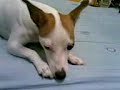 Ginger Cry whn I left without her