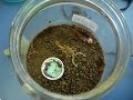 Ataque de escorpião a uma barata - experimento