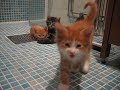 Kattungar
