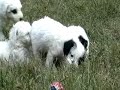 Playful Jack-A-Poo Puppies