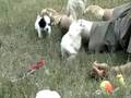 Playful Jack-A-Poo Puppies