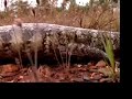 Northern Bluetongue Lizard Northern Bluetongue Lizard