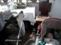Wolf dog sings to a little baby to stop his cry
