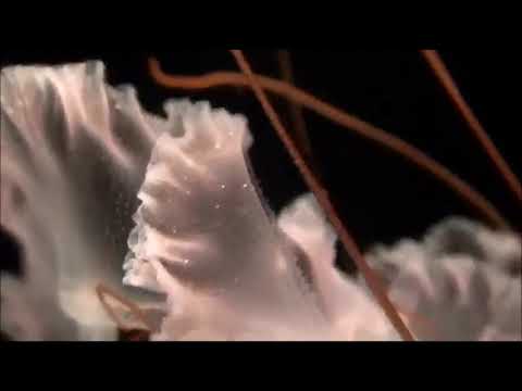 video-show