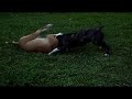 .: American Pit Bull Terrier :.