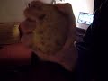 Crushing a raw potato right hand.AVI Crushing a raw potato right hand.AVI