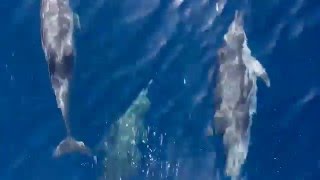 Delfines por Ibiza, el vídeo.