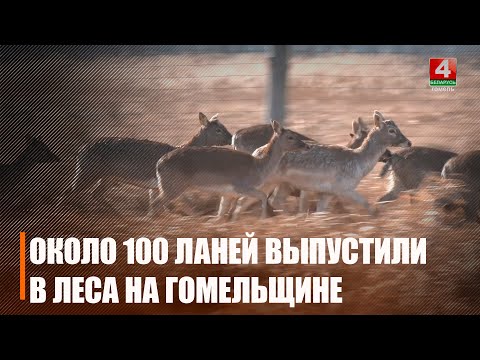 Около 100 ланей выпустили в природу в Калинковичском районе видео