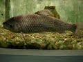 O famoso peixe Piaussu filmado no aquário do Parque da Água Branca. 