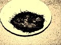 Septophonant - Creation, Settlement, Decay, Overdone, Out