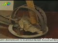 Видеоновость Украинские браконьеры наглеют | Сокращение популяции животных в Украине 