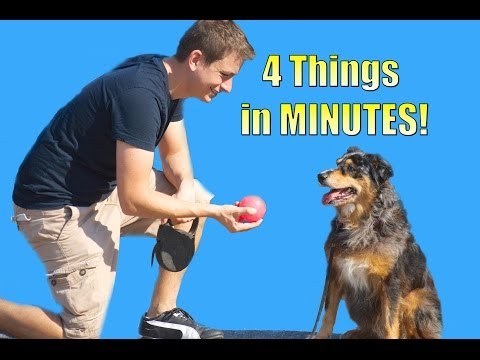how to train dog to roll over