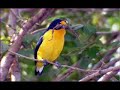 pajaro campana pajaro campana