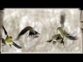 pajaro campana
