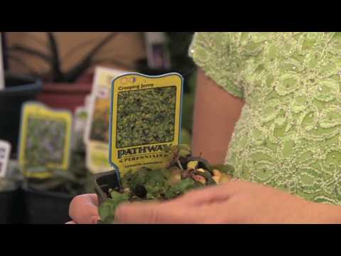 how to fertilize creeping jenny