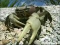 trailer: segeln in der karibik