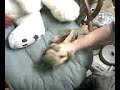 cat freaks out