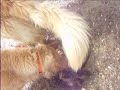 Burrying