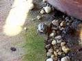 Small toads eating black soldier fly larvae