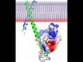 Talin-Induced by Integrin - Three steps to heaven