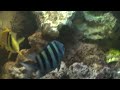 Este é um Boyu MT-50, tenho Vários peixes nele a mais de 6 meses e vivem perfeitamente bem. Não segui muito a regra que num aquário médio teria que se colocar 2 a 3 peixes, pra mim, tá ótimo. 