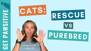 Picking the Perfect Pet: Cats Rescue vs Purebred