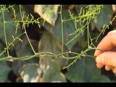 how to trim asparagus ferns