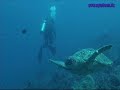 Kapalai/Sipadan SCUBA Diving-3?(0803)