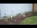 Watch my garden grow Watch my garden grow