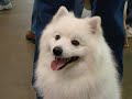 Canine Learning 2007