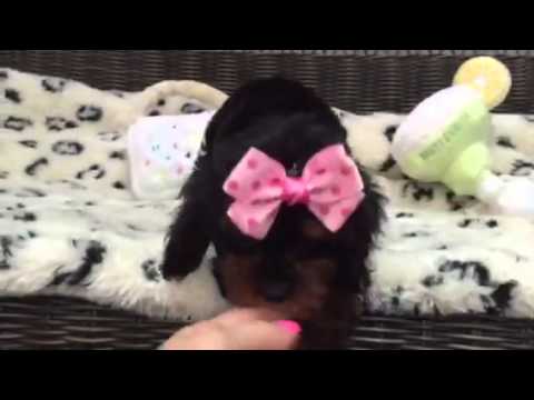 Lovable Cavapoo Girl, Rich and Beautiful Color