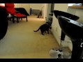 videos de Buddy Fetching
