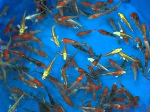 MADANKOI HIGH QUALITY 5-8CM KOI A