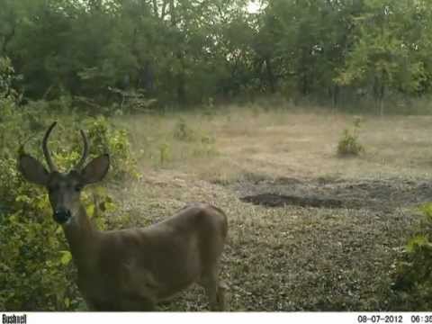 how to locate turkey roost