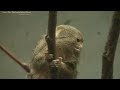 Philadelphia Zoo Pygmy Marmoset Closeup