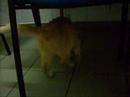 Garfield is CRAZY