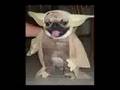 dog costumes