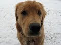 !!!Golden Retriver Sasha!!! !!!Golden Retriver Sasha!!!