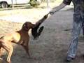 Redbone Coonhound - shown raccoon for the first time