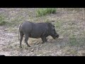 Chobe April 2008 Part 4/4