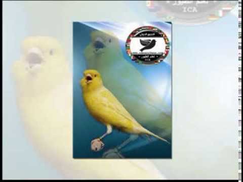 Canary - cd contains multiple tracks of canary songs. شريط كامل يحتوي على عدة تغاريد لجميع انواع الكناري المغرد Water slagger ( MALINOIS ) ووتر سلاجر - مالينوا: track...