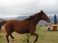 Gigi on sa trot