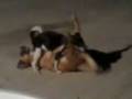 videos de 69 canino