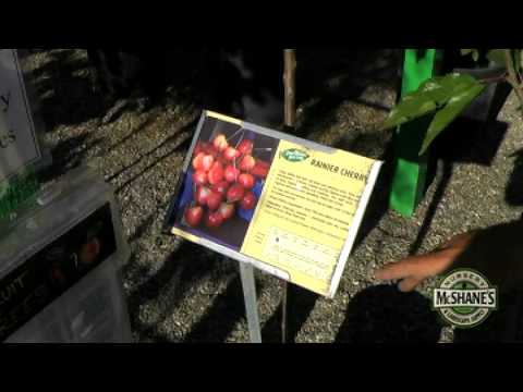 how to fertilize fruit trees in southern california