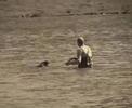 Rottweiler swiming Rottweiler swiming