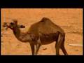 waine goss nwd8