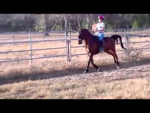 how to collect at the canter