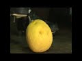 Cleats damage a grapefruit