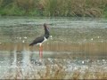 Zwarte Ooievaar, Black Stork Zwarte Ooievaar, Black Stork