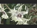 Rio de Janeiro's Botanical Gardens - (1 of 5)